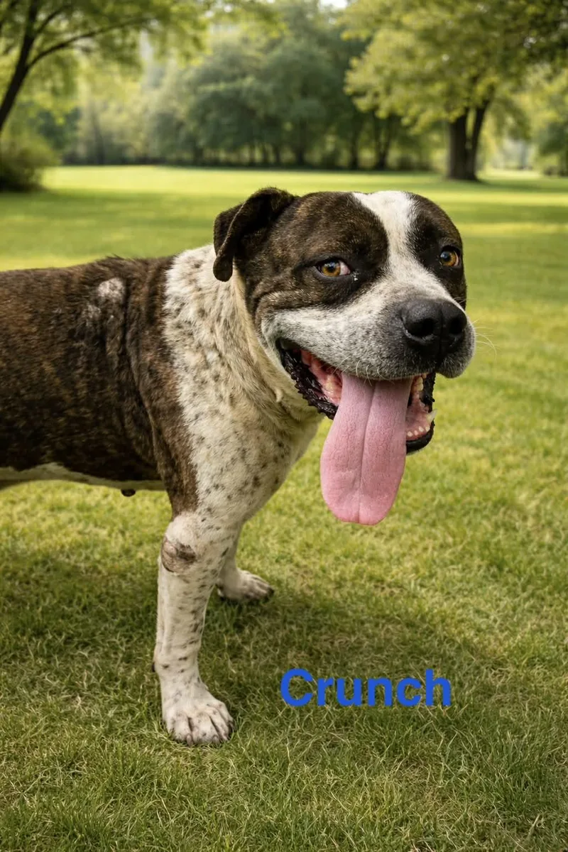 An adult large-sized male Bullmastiff dog named Crunch for adoption in Truth or Consequences , NM