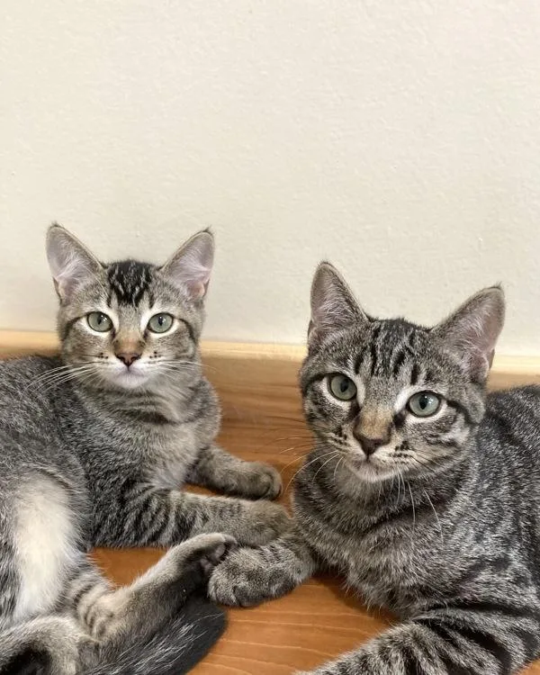 A young small-sized male Domestic Short Hair cat named Tabasco for adoption in Novato, CA