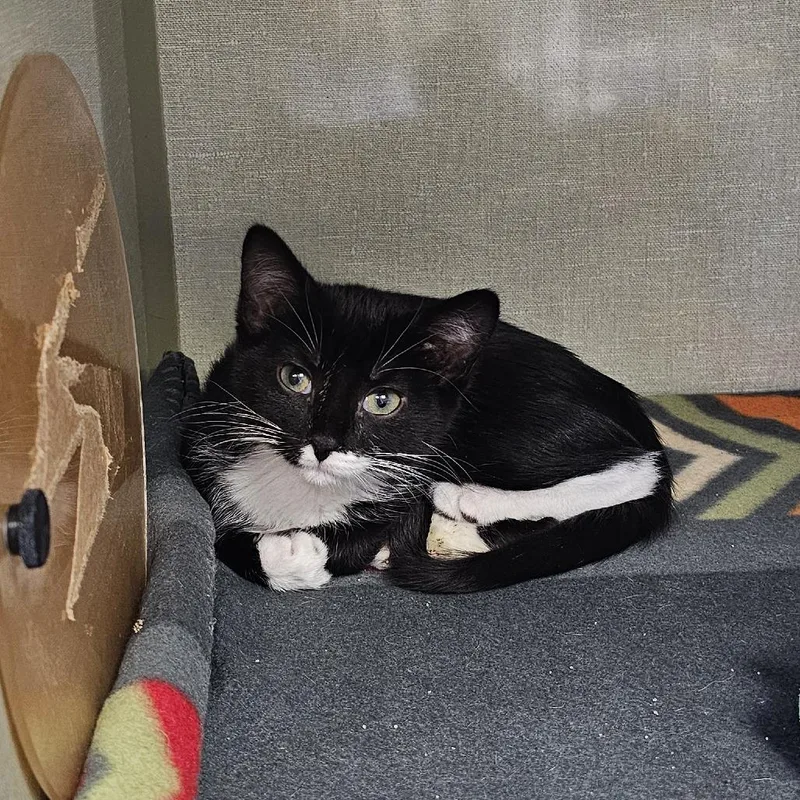 A baby small-sized female Black Domestic Short Hair cat named Tala for adoption in Monroe, MI