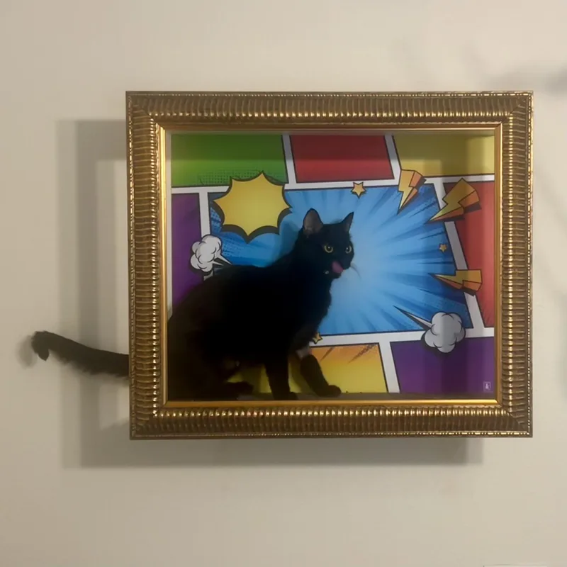 A young small-sized female Black Bombay cat named Phynix for adoption in Los Angeles, CA