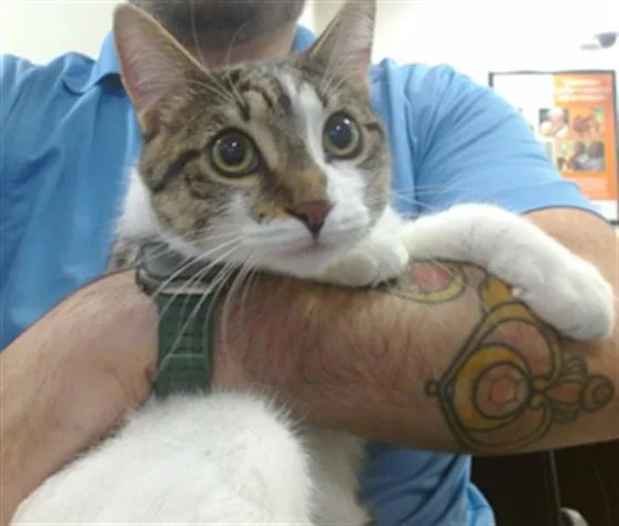 A young small-sized male Domestic Short Hair cat named Mario for adoption in Miami, FL