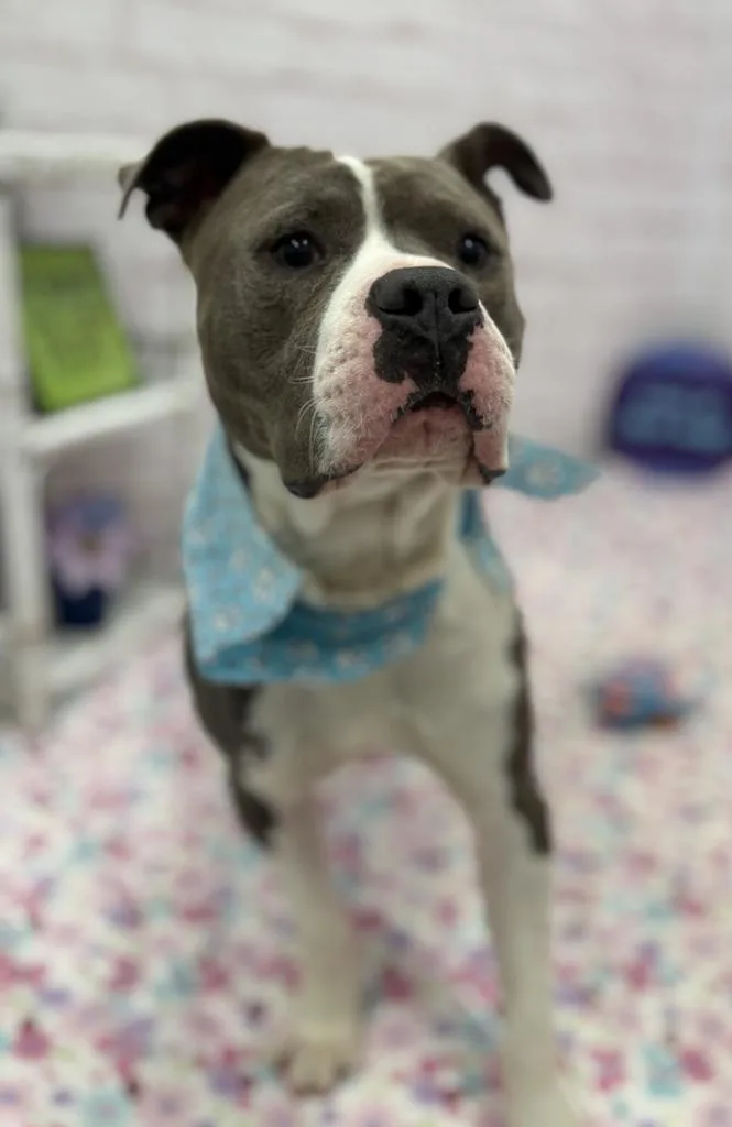 Harvey