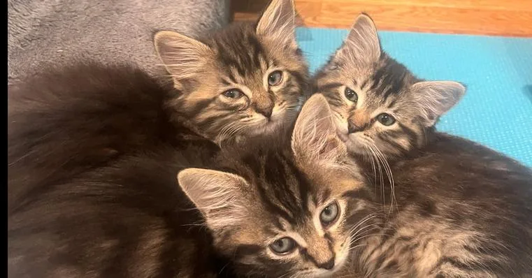 A baby small-sized male Gray / Blue / Silver Domestic Medium Hair cat named Tony and Giuseppe for adoption in Westwood, NJ