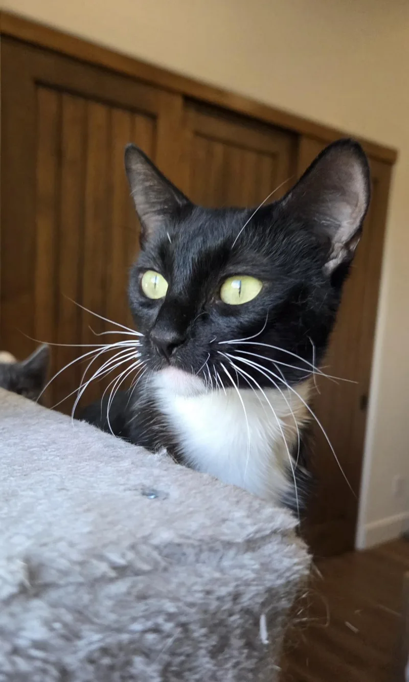 Elmira Nevermore