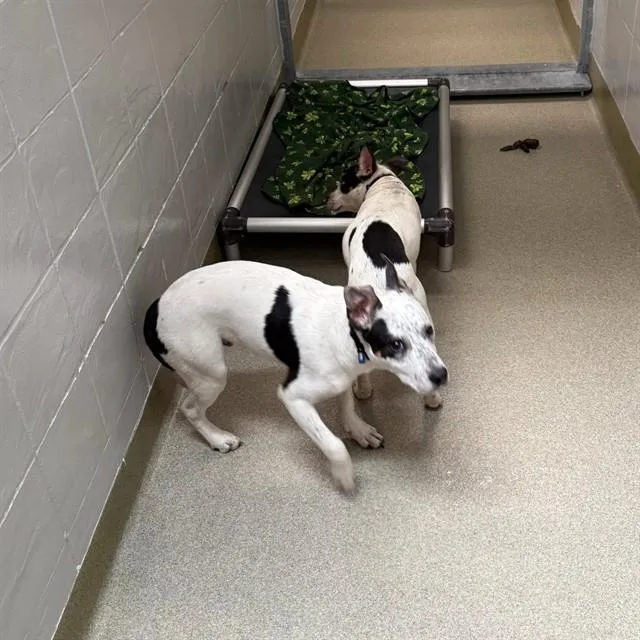 A young medium-sized male Australian Cattle Dog / Blue Heeler dog named Irwin for adoption in Omaha, NE