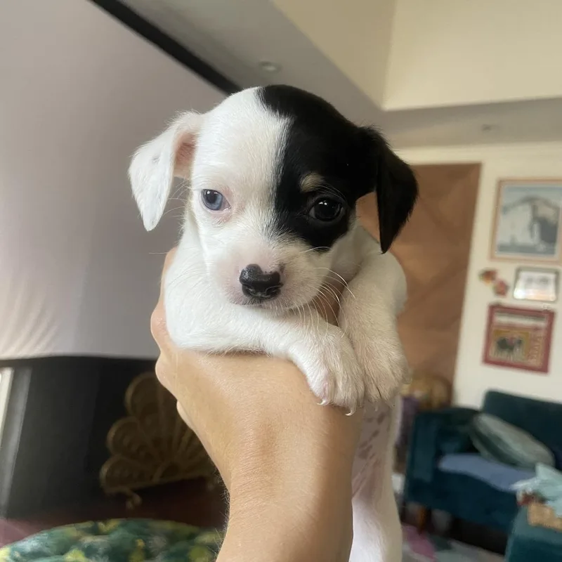 A baby small-sized female Chihuahua dog named Huygens for adoption in Los Angeles, CA