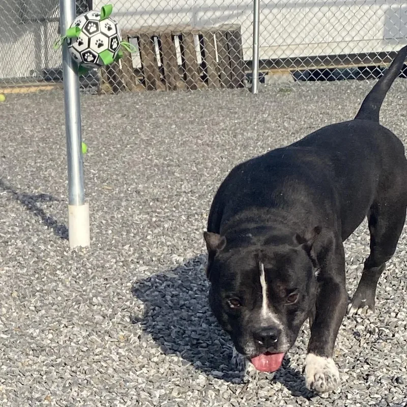 An adult medium-sized male Black Mixed Breed dog named Scar for adoption in Walnut Cove, NC