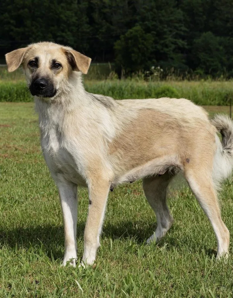 Sable