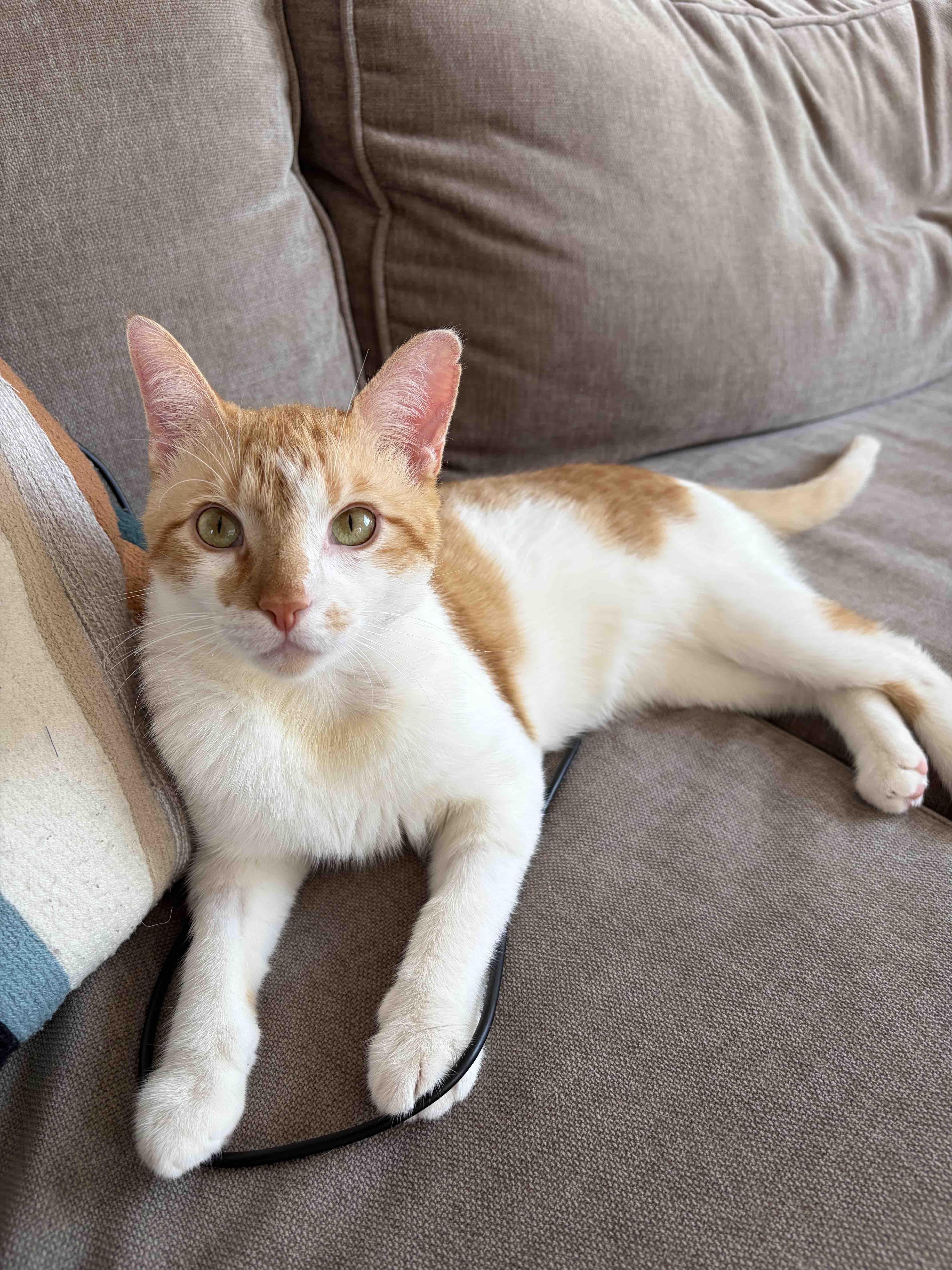 A young medium-sized male Orange & White Domestic Short Hair cat named Julius for adoption in New York, NY
