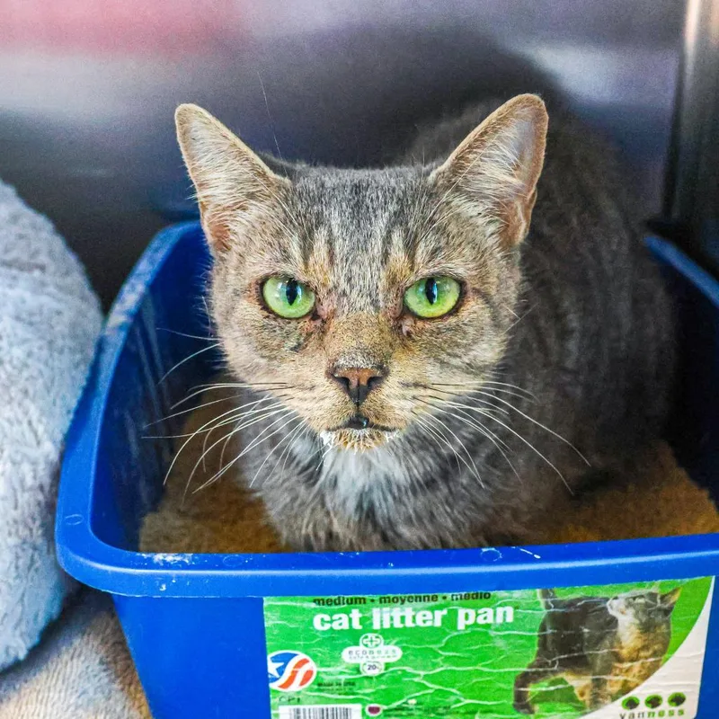 An adult large-sized female Gray / Blue / Silver Domestic Short Hair cat named Alice for adoption in Wilmington, DE