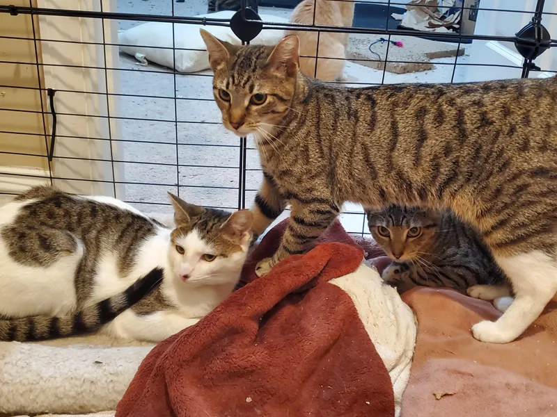 An adult medium-sized female White Domestic Short Hair cat named Tulip for adoption in Baltimore, MD