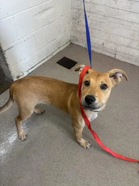 A baby small-sized female German Shepherd Dog dog named Autumn for adoption in San Bernardino, CA