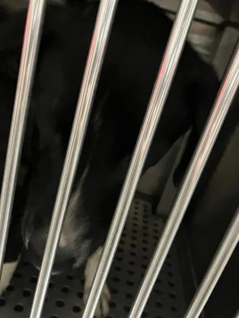 A young large-sized male Mixed Breed dog named Poe for adoption in Dallas, TX