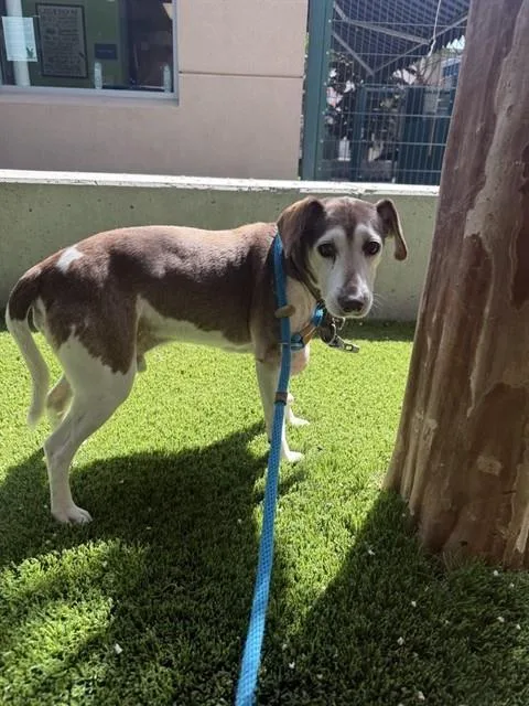 A senior medium-sized male Beagle dog named Buddy for adoption in San Jose, CA