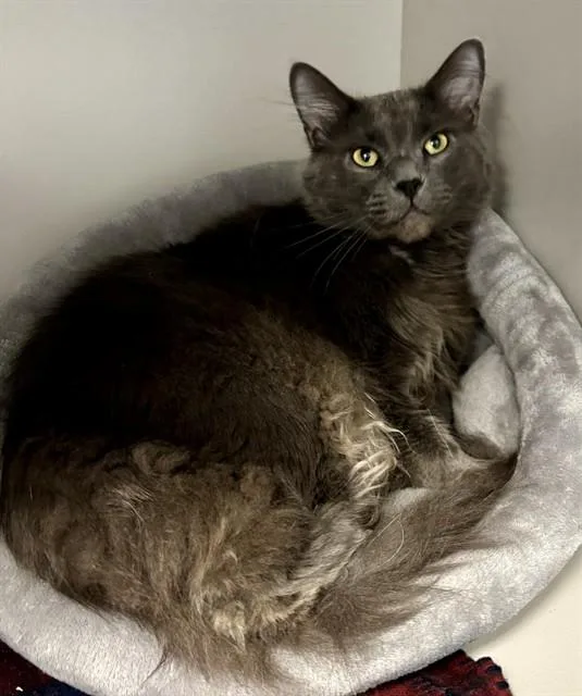 An adult medium-sized male Domestic Medium Hair cat named Jordan for adoption in Kalamazoo, MI