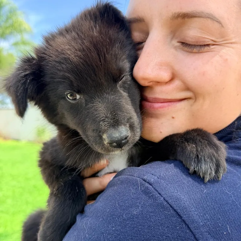 A baby small-sized female Black Pomeranian dog named Osita for adoption in Manvel, TX