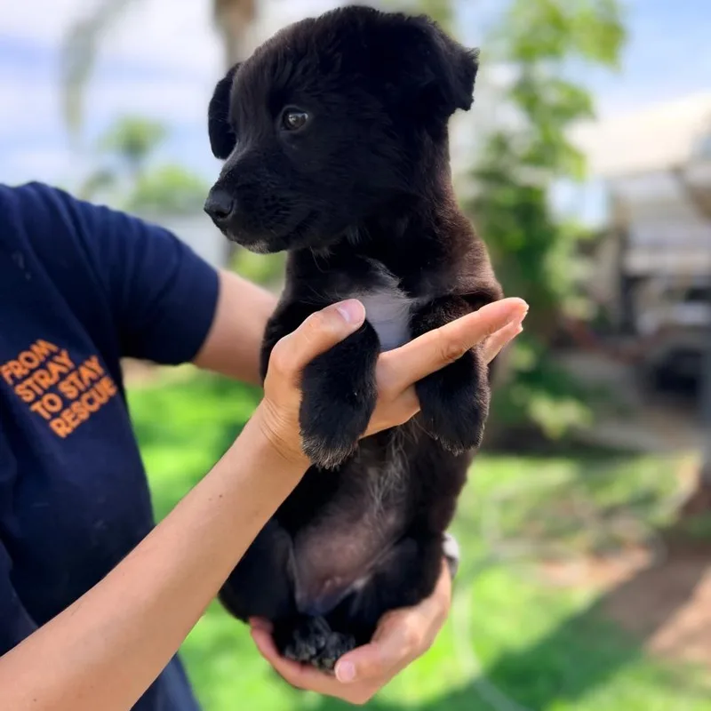 Osita thumbnail 2
