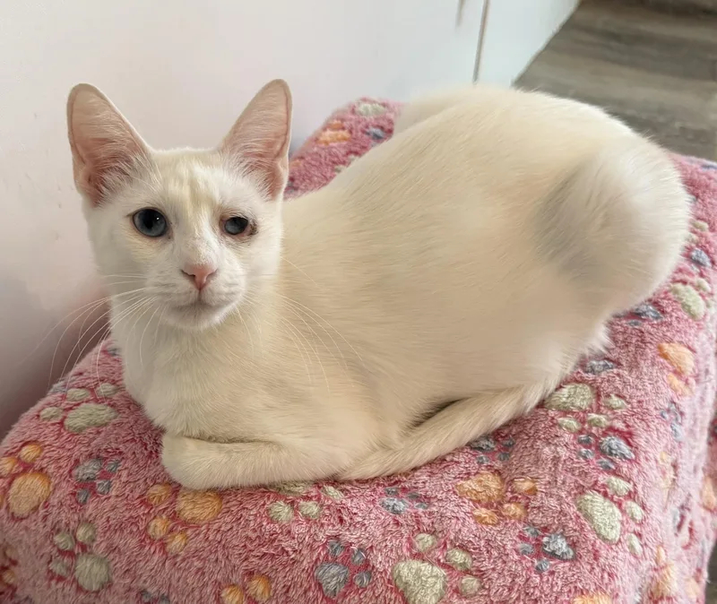 An adult medium-sized female Siamese cat named Ivory for adoption in Snyder, TX