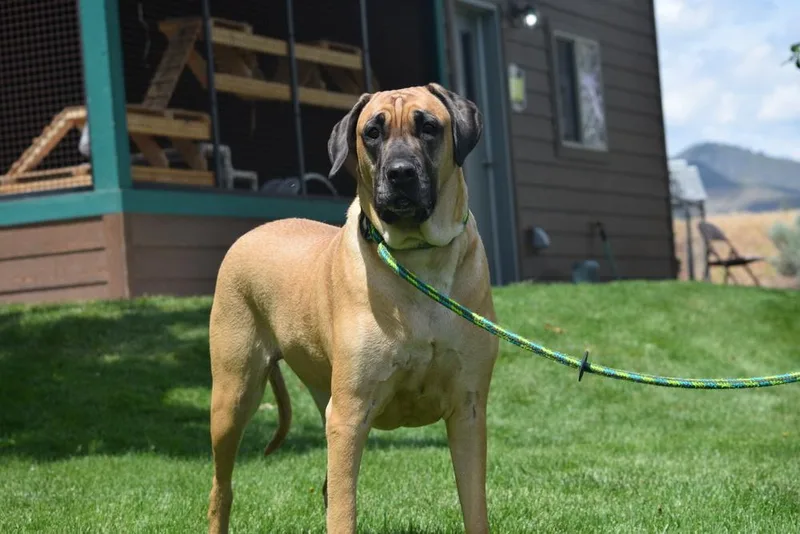 An adult large-sized female Apricot / Beige Great Dane dog named Peanut for adoption in Salmon, ID