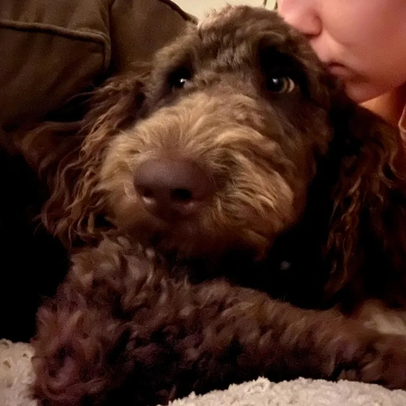 A young large-sized male Brown / Chocolate Standard Poodle dog named Chewie for adoption in New Orleans, LA