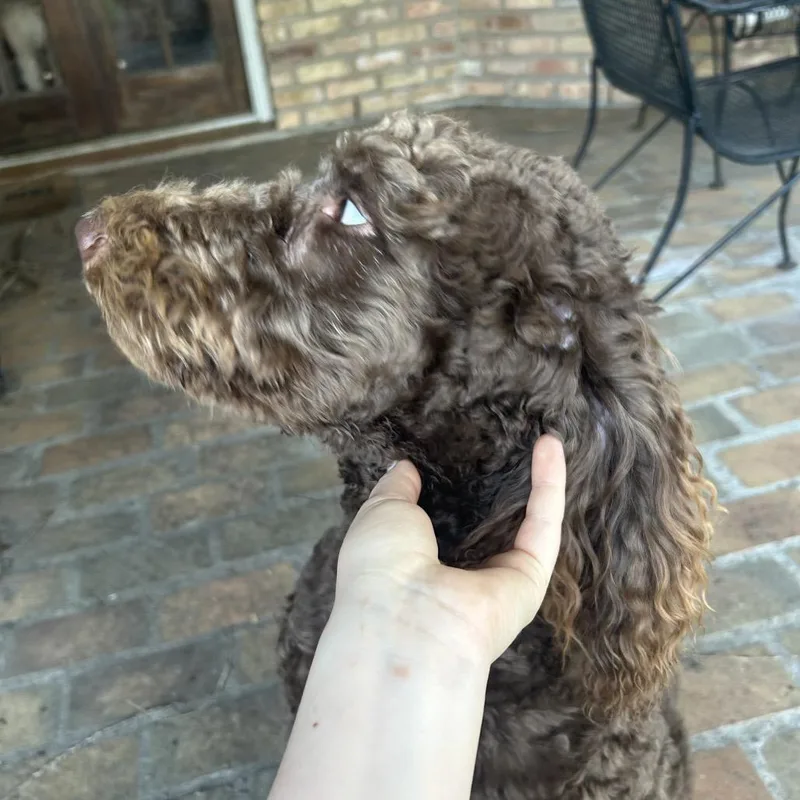 Chewie thumbnail 2