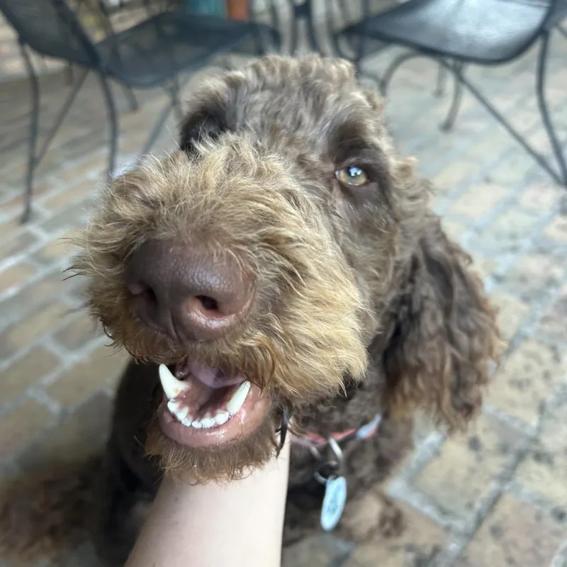 Chewie thumbnail 3