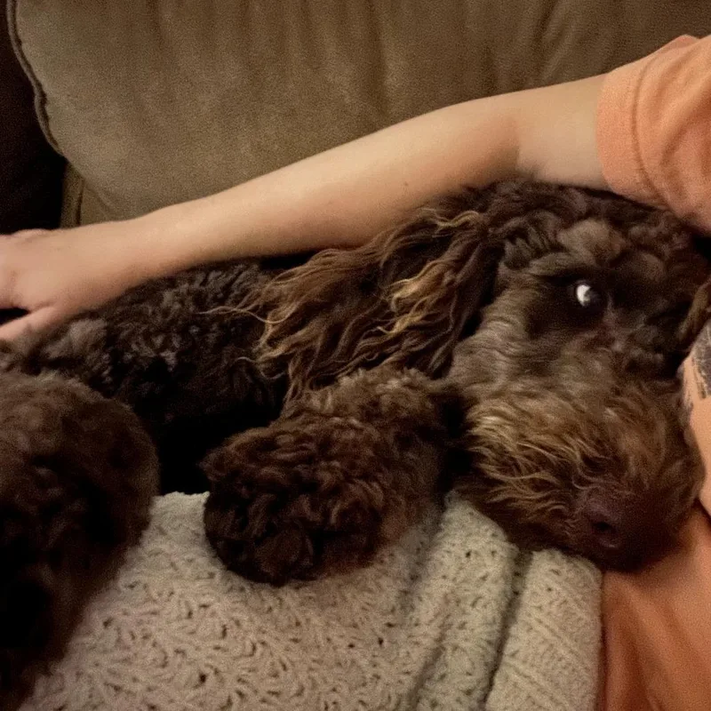 Chewie thumbnail 6