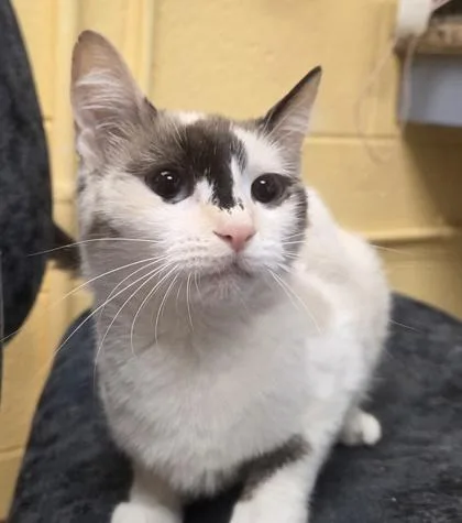 A young medium-sized female Domestic Short Hair cat named Citronella for adoption in Westland, MI