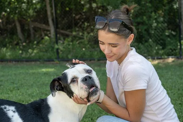 An adult large-sized male American Bulldog dog named Curio for adoption in Haw River, NC