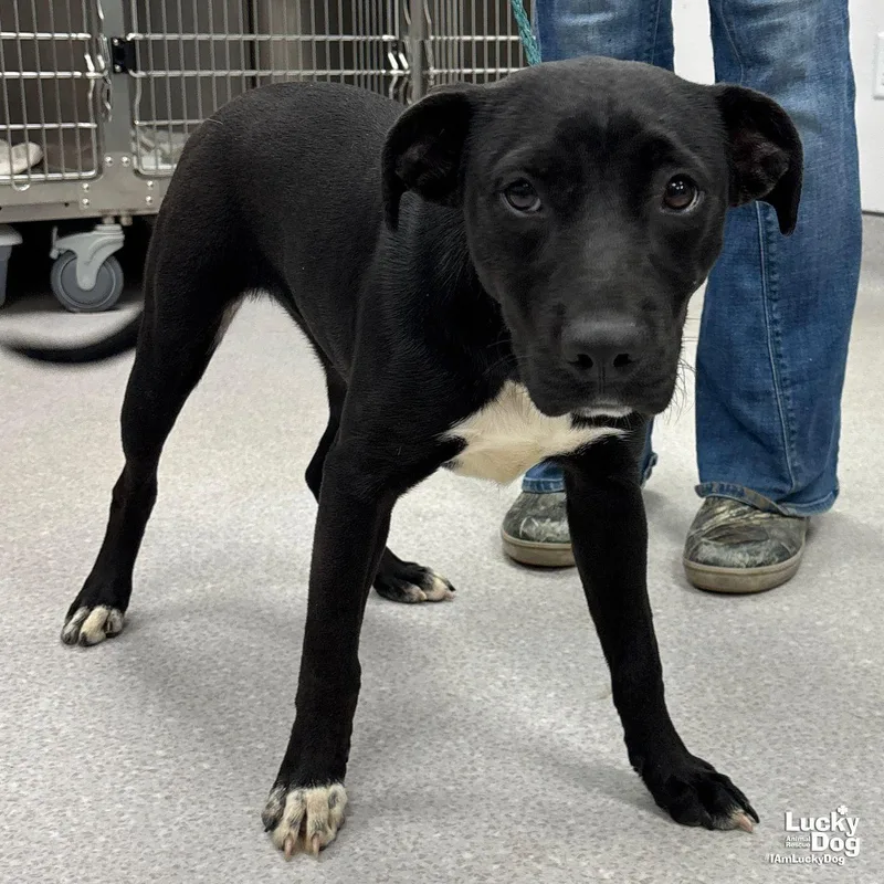 A baby large-sized female Retriever dog named Jaylin for adoption in Washington, DC