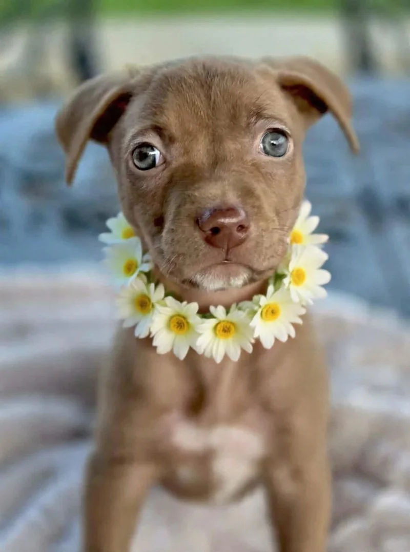 A baby medium-sized female Brown / Chocolate Pit Bull Terrier dog named Emma for adoption in Corona Del Mar, CA