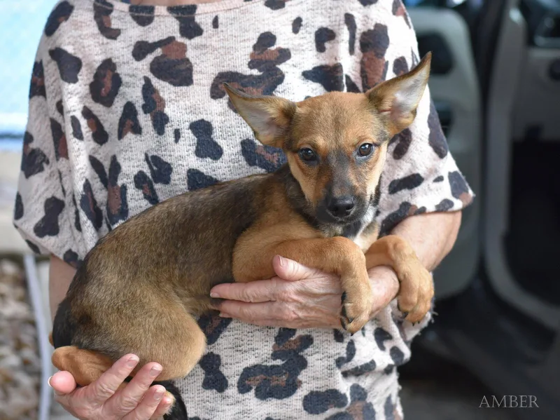 A baby small-sized female Border Terrier dog named Amber for adoption in Montgomery, TX
