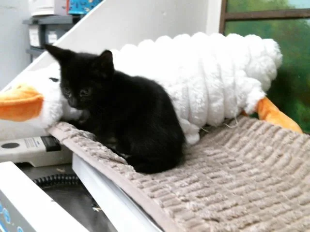 A baby small-sized female Domestic Short Hair cat named Callie for adoption in Houston, TX
