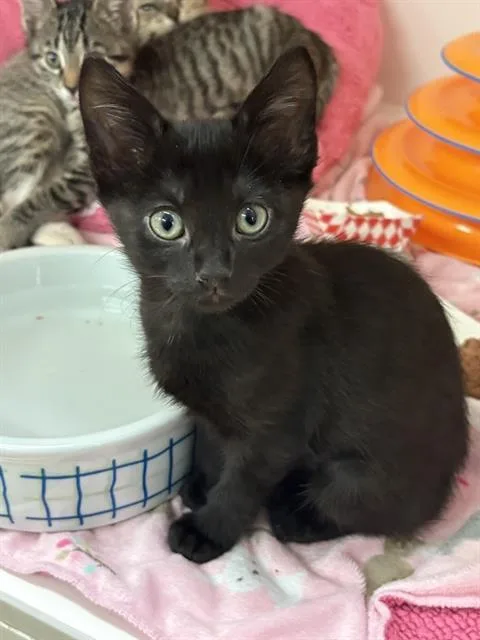 A baby small-sized female Domestic Medium Hair cat named Sinclair for adoption in Sugar Land, TX