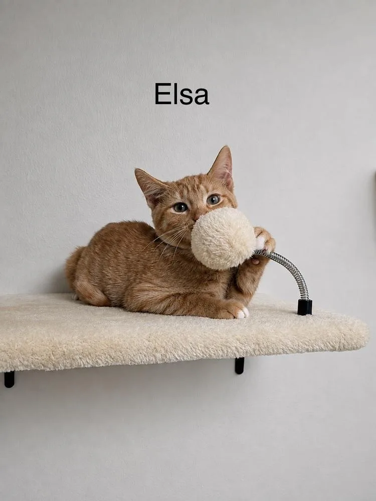 A baby small-sized female Domestic Short Hair cat named Elsa for adoption in Groveland, MA