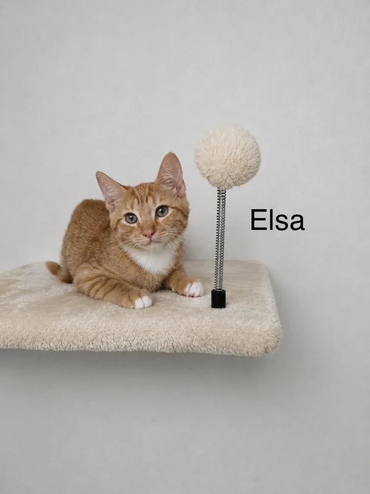 Elsa thumbnail 2