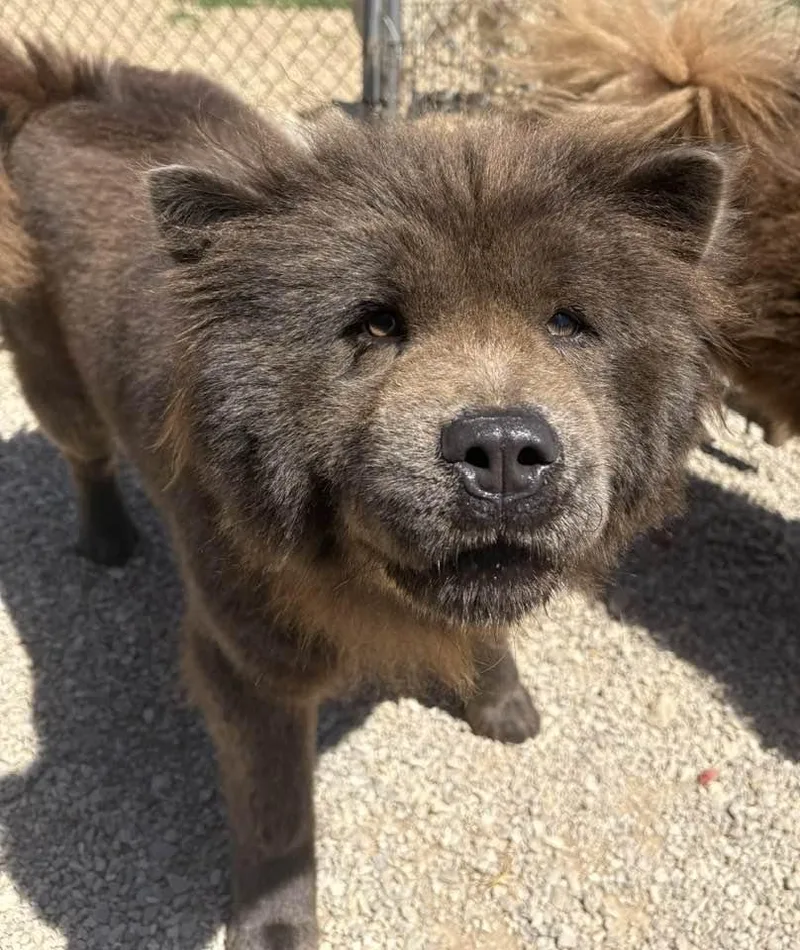An adult medium-sized female Bicolor Chow Chow dog named Rose for adoption in Munfordville, KY