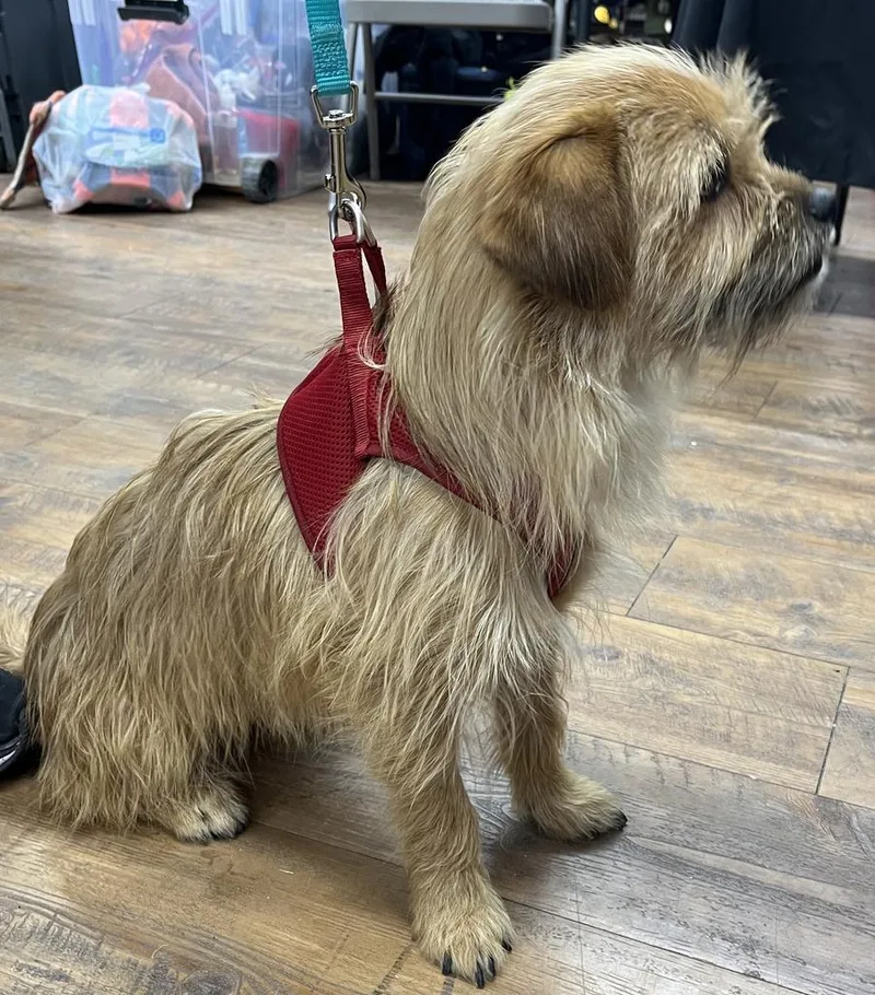 An adult medium-sized male Norfolk Terrier dog named Fin for adoption in Pahrump, NV