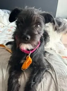 Meissa