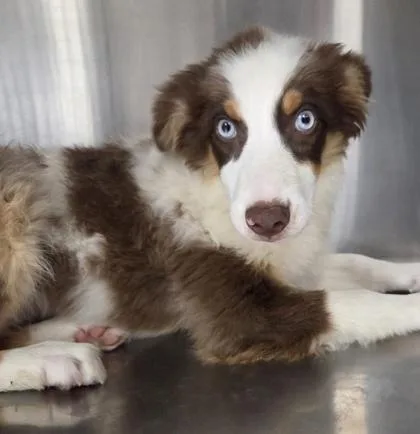A baby medium-sized female Australian Shepherd dog named Bessie for adoption in Kinzers , PA