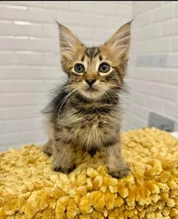 A young small-sized female Domestic Long Hair cat named Pepsi for adoption in Miami, FL