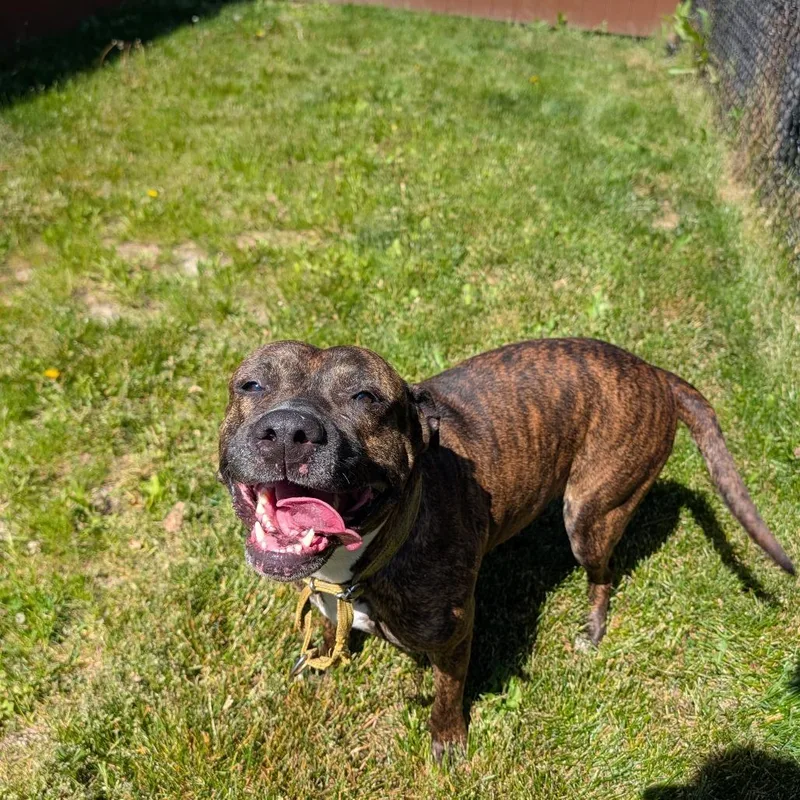An adult medium-sized female Brown / Chocolate Mixed Breed dog named Stacey for adoption in Grand Rapids, MI