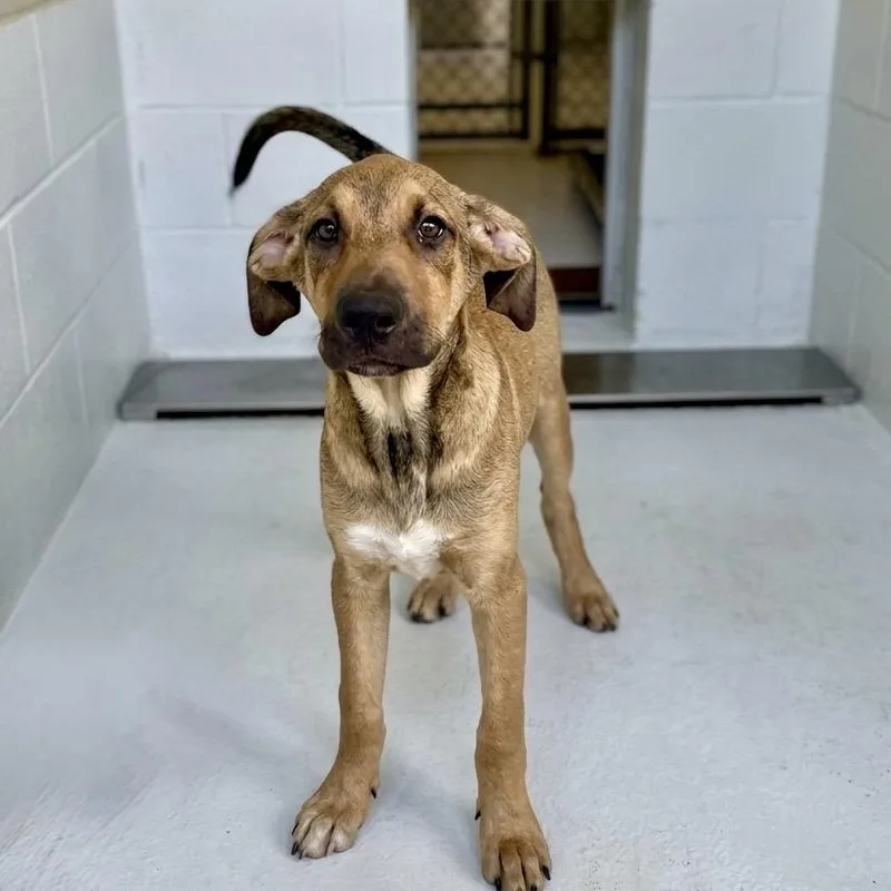 A baby medium-sized male Brown / Chocolate Shepherd dog named Gage for adoption in Bastrop, TX