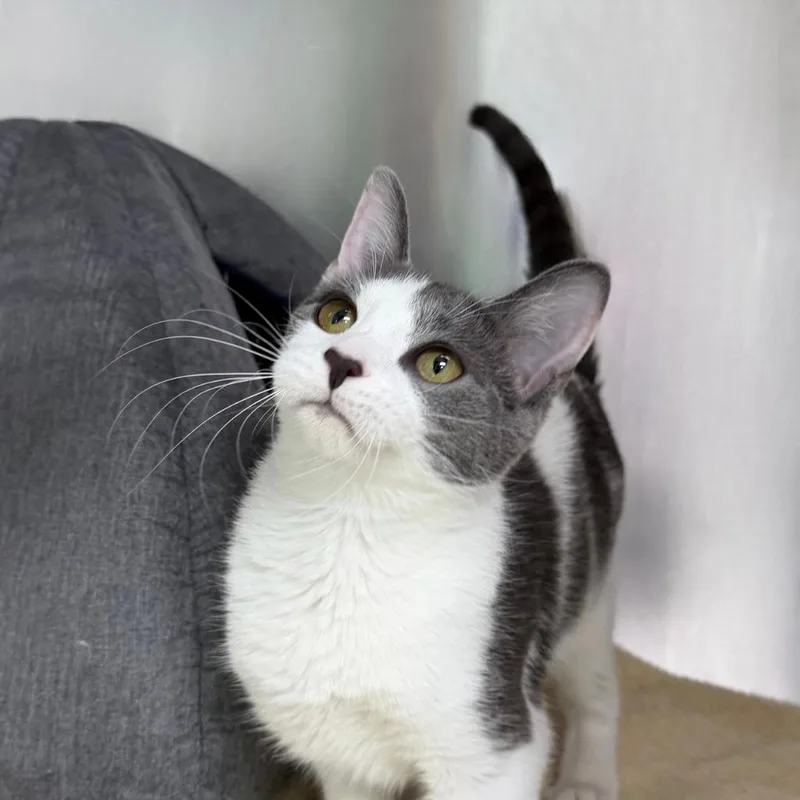 A baby small-sized female Domestic Short Hair cat named Lady Macbeth for adoption in State College, PA