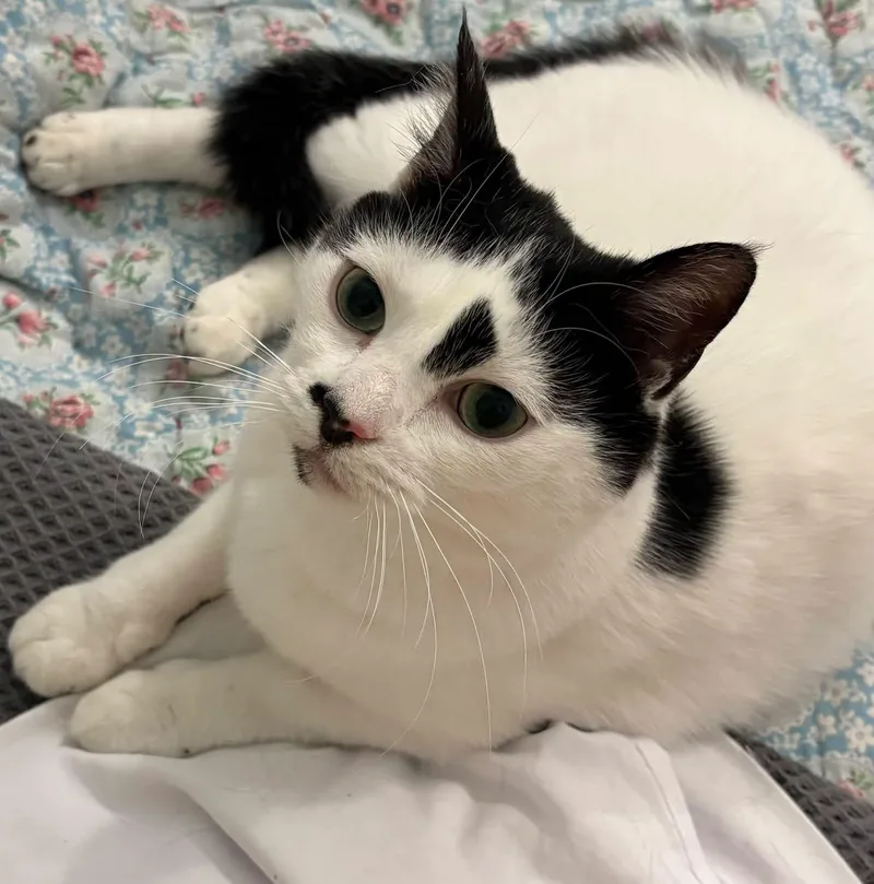 An adult medium-sized female Black & White / Tuxedo Domestic Short Hair cat named Sally for adoption in Richmond, VA
