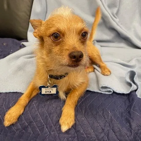 An adult small-sized male Yellow / Tan / Blond / Fawn Terrier dog named Iiya for adoption in Wake Forest, NC