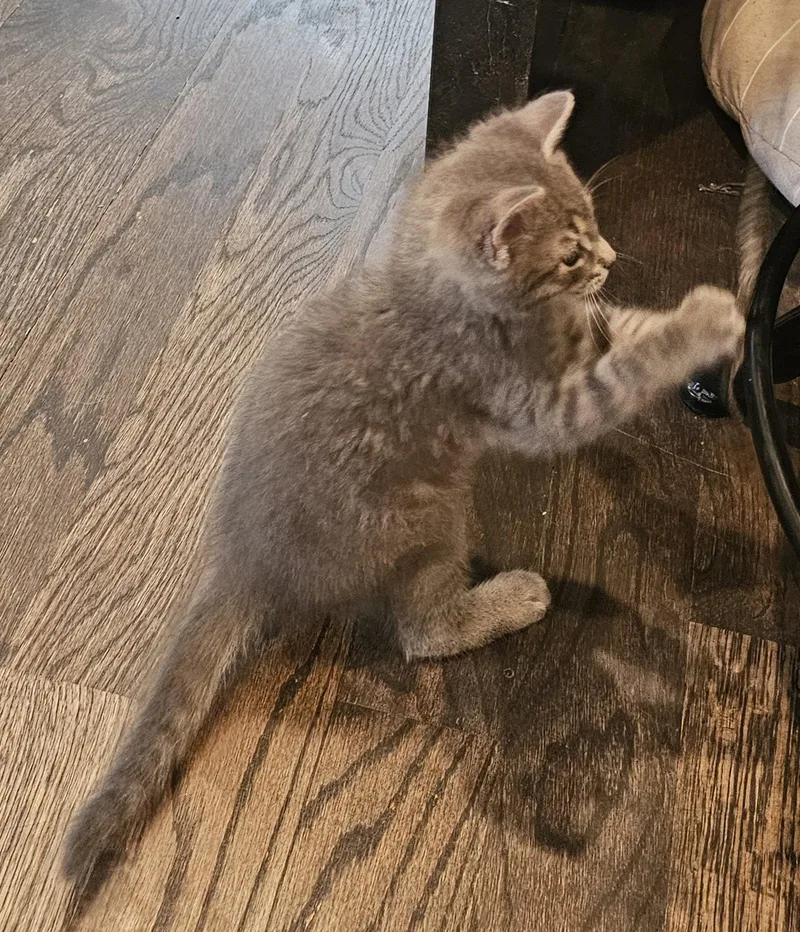 A baby small-sized male Gray / Blue / Silver Domestic Short Hair cat named Oliver for adoption in Decatur, GA