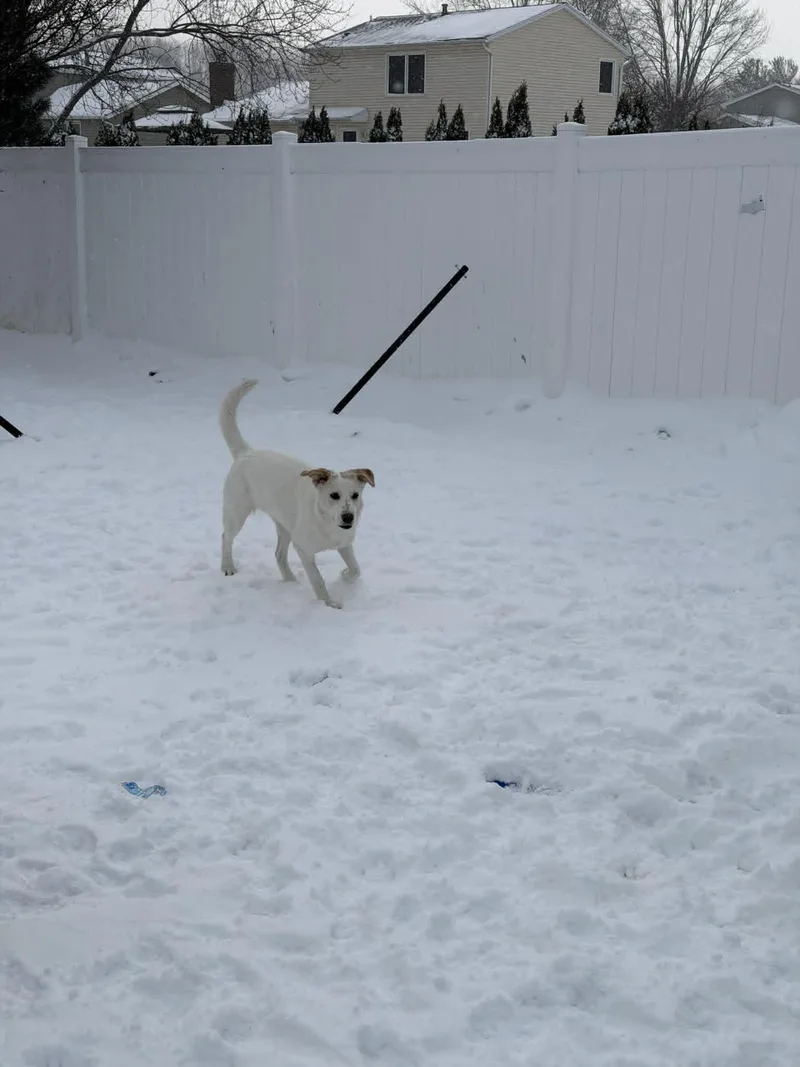 A baby medium-sized female Apricot / Beige Great Pyrenees dog named Karla for adoption in Dover, AR