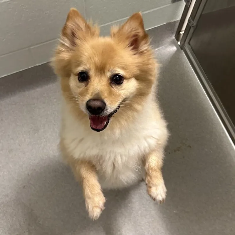 An adult small-sized female Brown / Chocolate Pomeranian dog named Cola for adoption in Chattanooga, TN