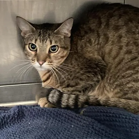 An adult medium-sized female Brown / Chocolate Domestic Short Hair cat named Chimchar for adoption in Long Beach, CA